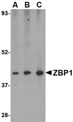 ZBP1/DLM-1/DAI Antibody - BSA Free, Novus Biologicals 0.1mg; Unlabeled:Antibodies,