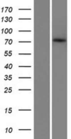 Novus Biologicals&trade;&nbsp;ZBTB1 Overexpression Lysate