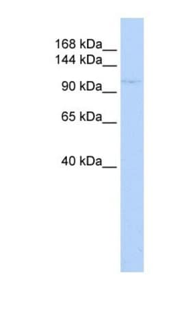 ZBTB11 Antibody, Novus Biologicals 0.05mg; Unlabeled:Antibodies, Polyclonal