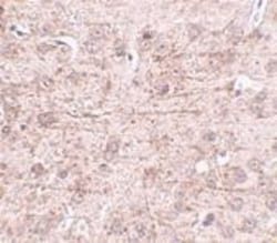 ZBTB1 Antibody - BSA Free, Novus Biologicals 0.025 mg, Unconjugated:Antibodies,