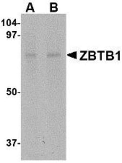 ZBTB1 Antibody - BSA Free, Novus Biologicals 0.025 mg, Unconjugated:Antibodies,