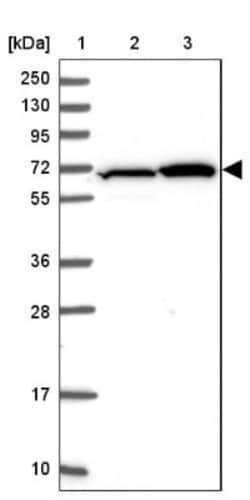 ZBTB1 Antibody, Novus Biologicals:Antikörper:Primärantikörper