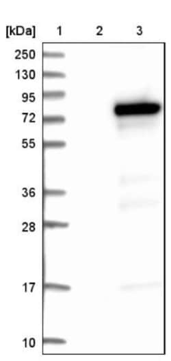 ZBTB2 Antibody, Novus Biologicals:Antibodies:Primary Antibodies