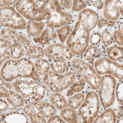 ZBTB2 Antibody, Novus Biologicals 0.1mL; Unlabeled:Antibodies, Polyclonal