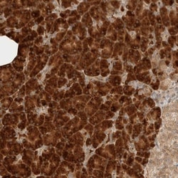 ZBTB2 Antibody, Novus Biologicals 0.1mL; Unlabeled:Antibodies, Polyclonal
