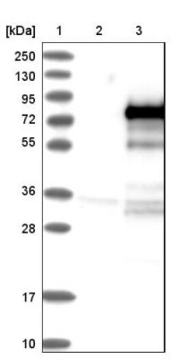 ZBTB2 Antibody, Novus Biologicals 0.1mL; Unlabeled:Antibodies, Polyclonal