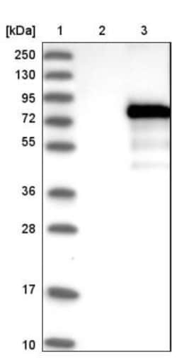 ZBTB2 Antibody, Novus Biologicals 0.1mL; Unlabeled:Antibodies, Polyclonal