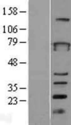 Novus Biologicals&trade;&nbsp;ZBTB3 Overexpression Lysate