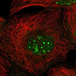 ZBTB8A Antibody, Novus Biologicals:Antibodies:Primary Antibodies