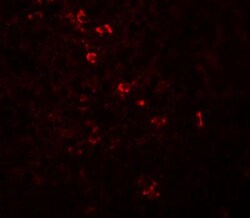 ZBTB8A Antibody - BSA Free, Novus Biologicals 0.025 mg, Unconjugated:Antibodies,