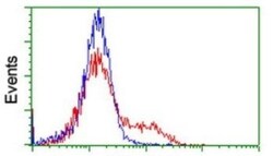 CGI 62 Antibody (OTI4C1), Novus Biologicals 0.1mL; Unlabeled:Antibodies,