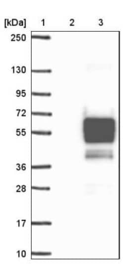 ZC3H10 Antibody, Novus Biologicals:Antibodies:Primary Antibodies