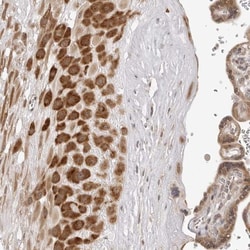 ZC3H11A Antibody, Novus Biologicals:Antibodies:Primary Antibodies