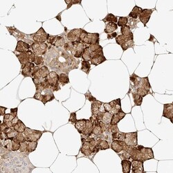 ZC3H11A Antibody, Novus Biologicals 0.1mL; Unlabeled:Antibodies, Polyclonal