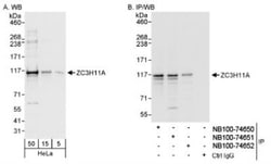 ZC3H11A Antibody, Novus Biologicals 0.1mL; Unlabeled:Antibodies, Polyclonal