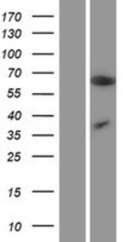 Novus Biologicals&trade;&nbsp;MCPIP1/ZC3H12A Overexpression Lysate