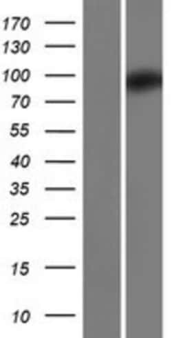 Novus Biologicals&trade;&nbsp;ZC3H12B Overexpression Lysate