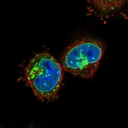 ZC3H12C Antibody, Novus Biologicals:Antibodies:Primary Antibodies