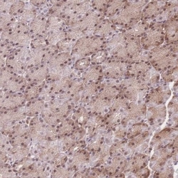 ZC3H13 Antibody, Novus Biologicals:Antibodies:Primary Antibodies