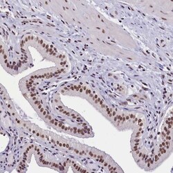 ZC3H4 Antibody, Novus Biologicals 0.1mL; Unlabeled:Antibodies, Polyclonal