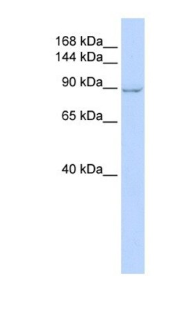 ZC3H7A Antibody, Novus Biologicals 100&mu;L; Unlabeled:Antibodies, Polyclonal