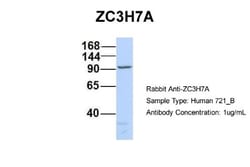 ZC3H7A Antibody, Novus Biologicals 100&mu;L; Unlabeled:Antibodies, Polyclonal