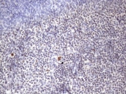 ZC3H8 Antibody (OTI4H5), Novus Biologicals 0.1mL; Unlabeled:Antibodies,