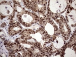 ZC3H8 Antibody (OTI4H5), Novus Biologicals 0.1mL; Unlabeled:Antibodies,
