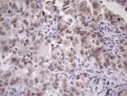 ZC3H8 Antibody (OTI4H5), Novus Biologicals 0.1mL; Unlabeled:Antibodies,