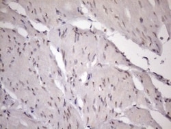 ZC3H8 Antibody (OTI4H5), Novus Biologicals 0.1mL; Unlabeled:Antibodies,
