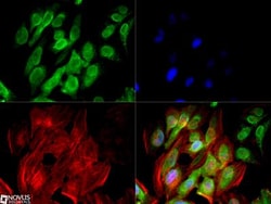ZEB1 Antibody (2A8A6) - BSA Free, Novus Biologicals 0.025mL; Unlabeled:Antibodies,