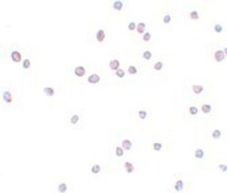 ZEB2 Antibody - BSA Free, Novus Biologicals 0.1mg; Unlabeled:Antibodies,