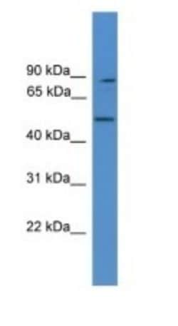ZER1 Antibody, Novus Biologicals™