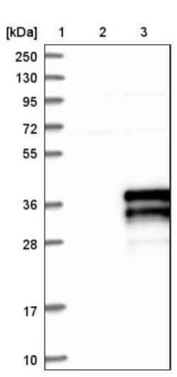 ZFAND5 Antibody, Novus Biologicals 25 &mu;L; Unlabeled:Antibodies, Polyclonal