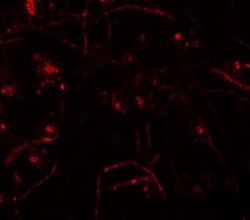 Zfp219 Antibody - BSA Free, Novus Biologicals 0.1mg; Unlabeled:Antibodies,