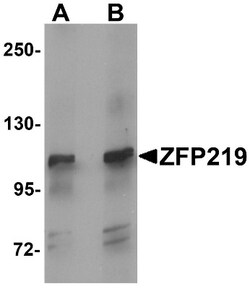 Zfp219 Antibody - BSA Free, Novus Biologicals 0.1mg; Unlabeled:Antibodies,