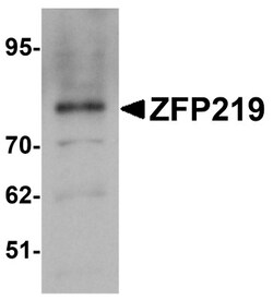 Zfp219 Antibody - BSA Free, Novus Biologicals 0.1mg; Unlabeled:Antibodies,