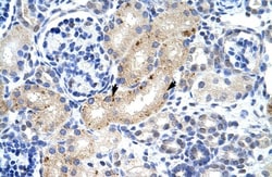 ZFP57 Antibody, Novus Biologicals 0.1mg; Unlabeled:Antibodies, Polyclonal
