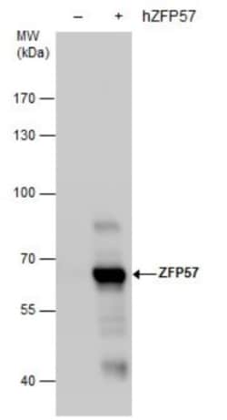 ZFP57 Antibody (865), Novus Biologicals 0.1mL; Unlabeled:Antibodies, Monoclonal