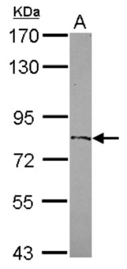 ZFP64 Antibody, Novus Biologicals 0.1 mL | Buy Online | Novus Biologicals | Fisher Scientific