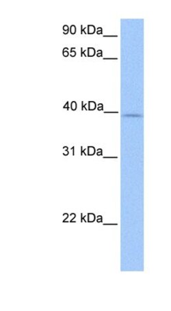 ZFP92 Antibody, Novus Biologicals:Antibodies:Primary Antibodies