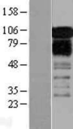 Novus Biologicals&trade;&nbsp;ZFPL1 Overexpression Lysate