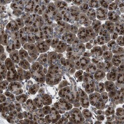 ZFPL1 Antibody, Novus Biologicals:Antibodies:Primary Antibodies
