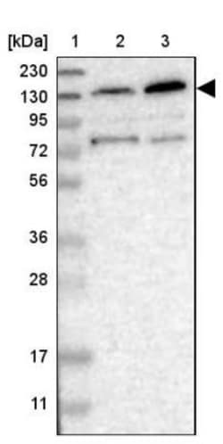 ZFR Antibody, Novus Biologicals 25 &mu;L; Unlabeled:Antibodies, Polyclonal
