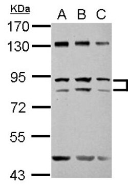 ZFY Antibody, Novus Biologicals 0.1mL; Unlabeled:Antibodies, Polyclonal