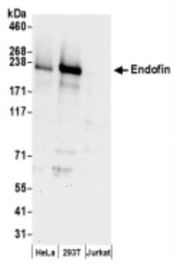 ZFYVE16 Antibody, Novus Biologicals 0.1mL:Antibodies, Polyclonal