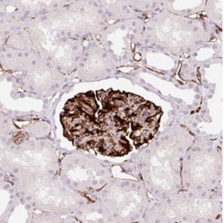ZFYVE21 Antibody, Novus Biologicals 0.1mL; Unlabeled:Antibodies, Polyclonal