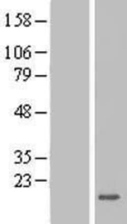 Novus Biologicals&trade;&nbsp;ZG16 Overexpression Lysate