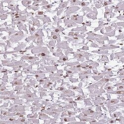 ZGLP1 Antibody, Novus Biologicals 25 &mu;L, Unlabeled:Antibodies, Polyclonal