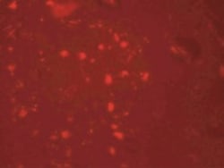 ZGPAT Antibody - BSA Free, Novus Biologicals 0.1mg; Unlabeled:Antibodies,